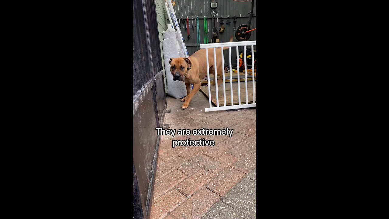 Dogs are best security system ever !