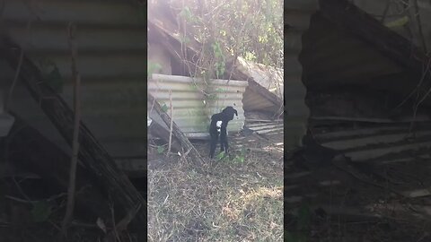 The Cutest Baby Sheep Playtime