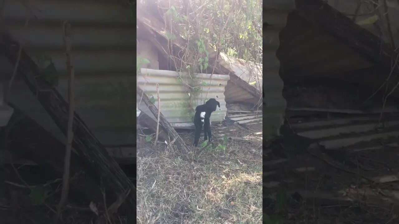 The Cutest Baby Sheep Playtime