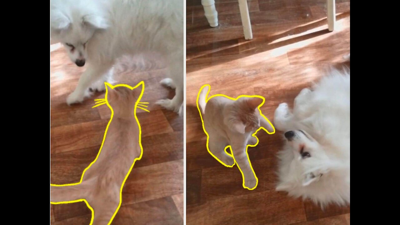 Small Cat Challenges Big Dog, and Really Wins the Fight