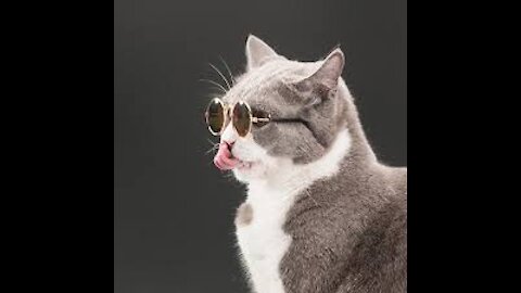 Cool cat