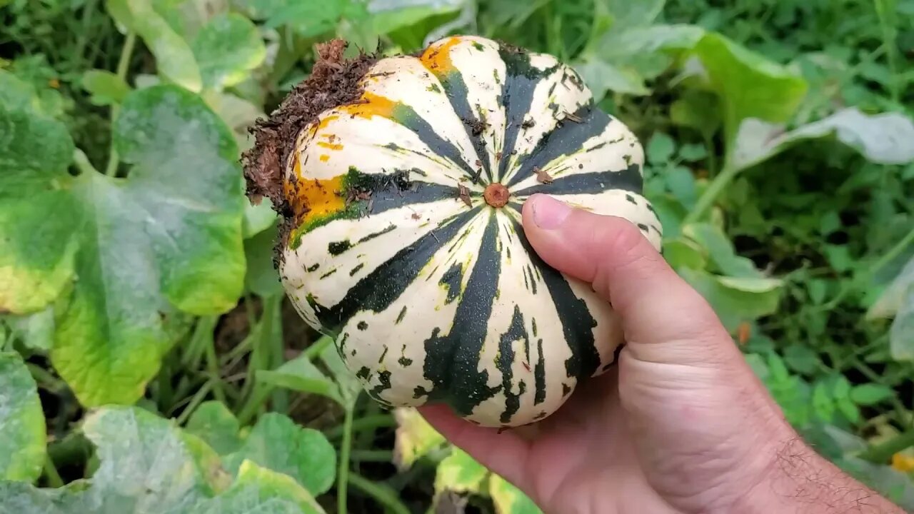 September 2021 Tour of the Food Forest