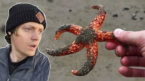 Rescuing Real Life Spongebob & Patrick