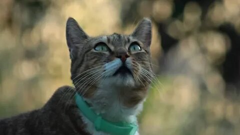 Princess , My Dear, sweet companion and constant shadow