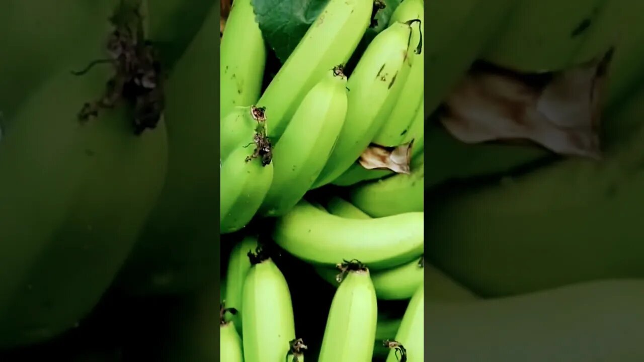 Banana #copyrightfree #krol #krolvideos #krolvlogs #bgm #skorpea
