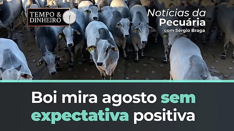 Boi mira agosto sem expectativa positiva. Coxão duro não é picanha!