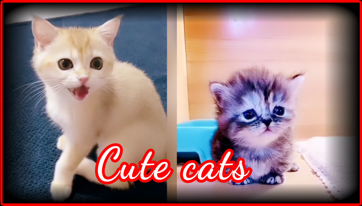 Baby Cats - Cute and Funny Cat Videos | Best Video 2021 | Best Funny Videos