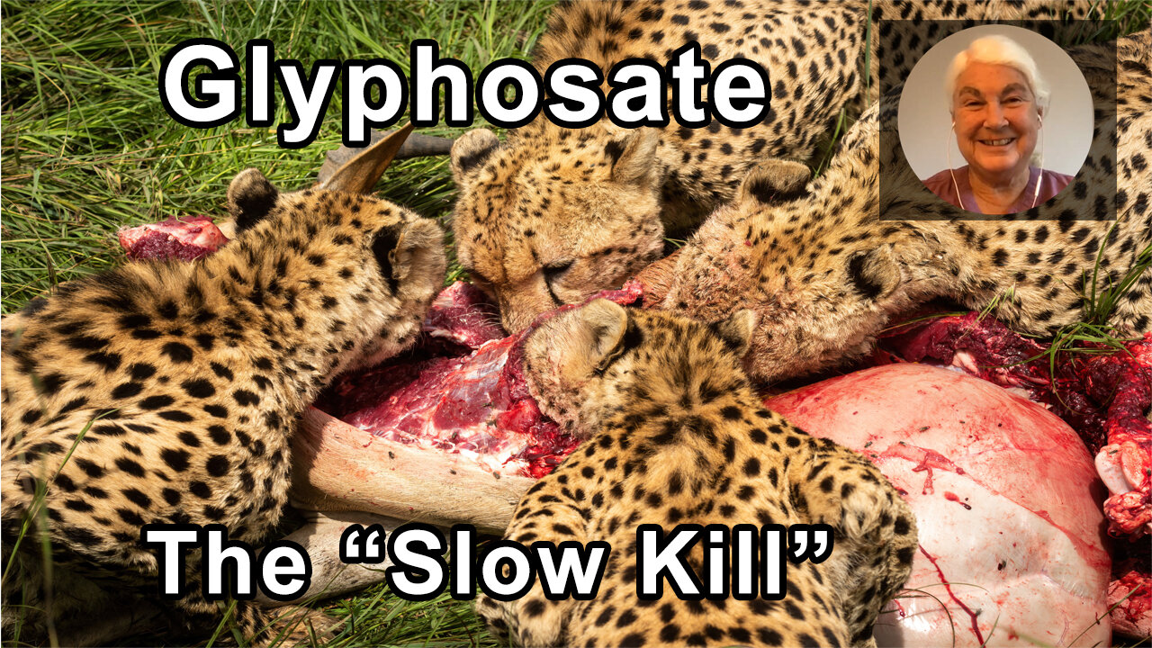 Glyphosate Is An Insidious And Cummulative "Slow Kill" - Stephanie Seneff, PhD