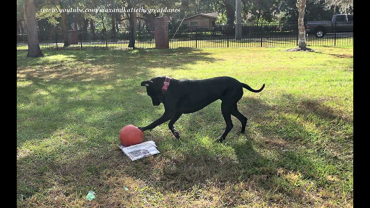 Playful Great Danes Prefer Jolly Ball Fun To Newspaper Delivery