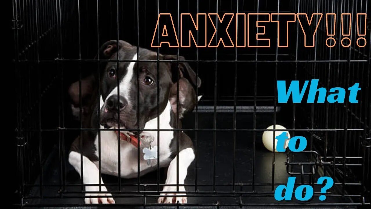 High Anxiety Dog Crates