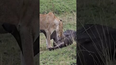 The Wild
