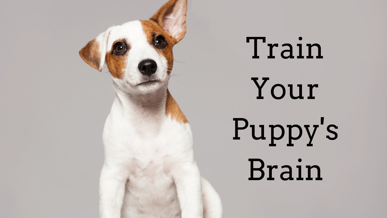 The Cute Puppy's Training Begins With the Brain - Train Your Dog's Intelligence