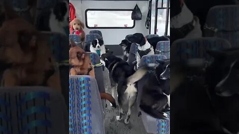 Dog bus. They are so happyto be together !! 🐶🚐🤗