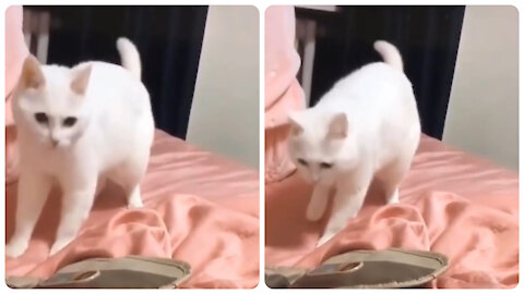 Cat dancing on a music