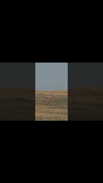 Hunting Coyotes #shorts #dog #animals #hunter #202