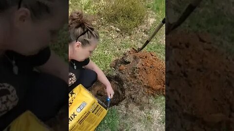 Planting Blueberry Bushes ~ Prepare to Grow Your Food