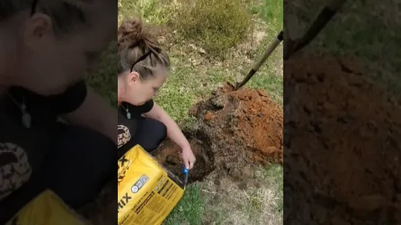 Planting Blueberry Bushes ~ Prepare to Grow Your Food