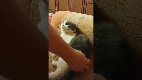 Funny Cat 🤣🤣🤣🤣🤣 #cats #dog #funnyvideo