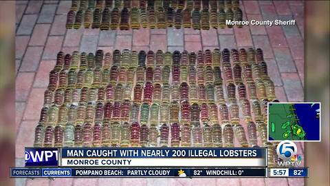 Florida Keys man caught with nearly 200 illegally-harvested lobster tails