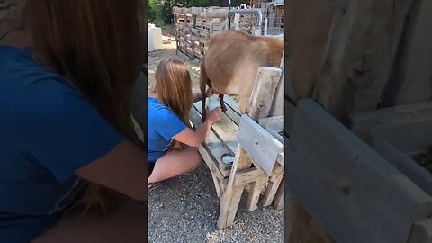 #goats #farm #shorts