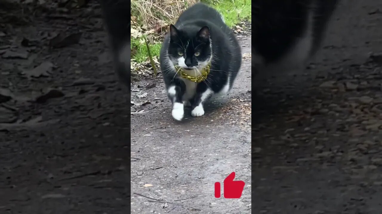 Pretty cat walk like this 🙀❤️