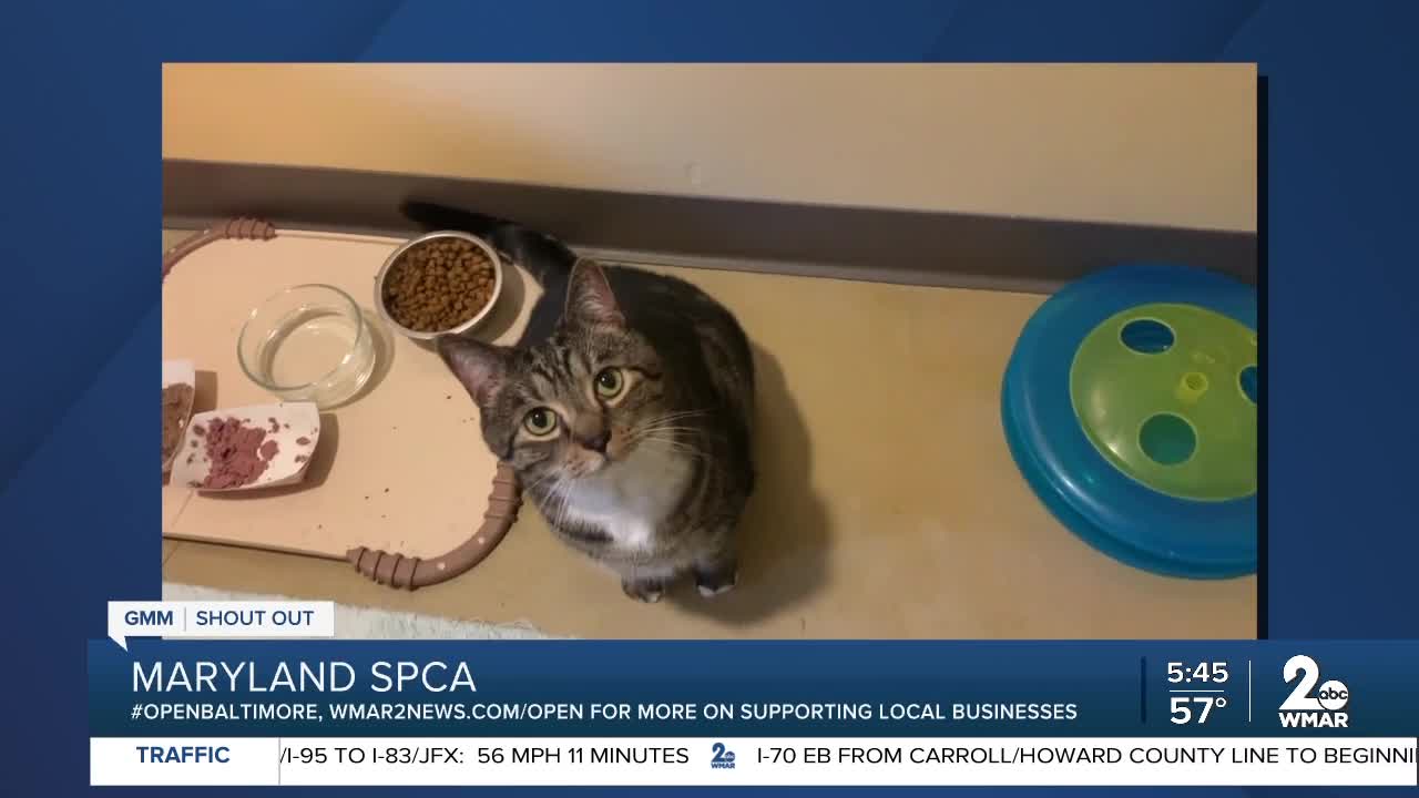 Virtual pet adoptions at the Maryland SPCA