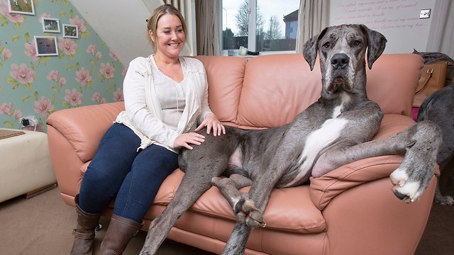 Britain's Biggest Dog