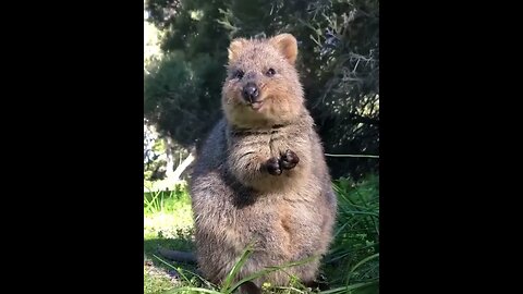 cute funny quokka- 64