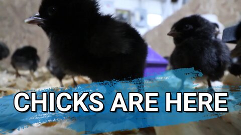 When The World Is Uncertain | New Chicks Are Here | Locking Down Chicken eggs | Farmvlog