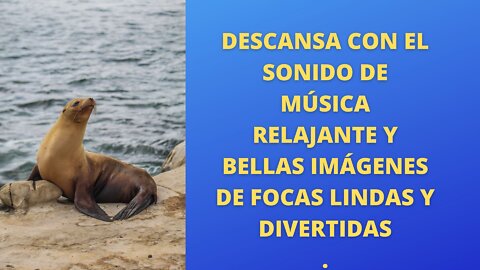 Descansa con el sonido de música relajante y bellas imágenes de focas lindas y divertidas.