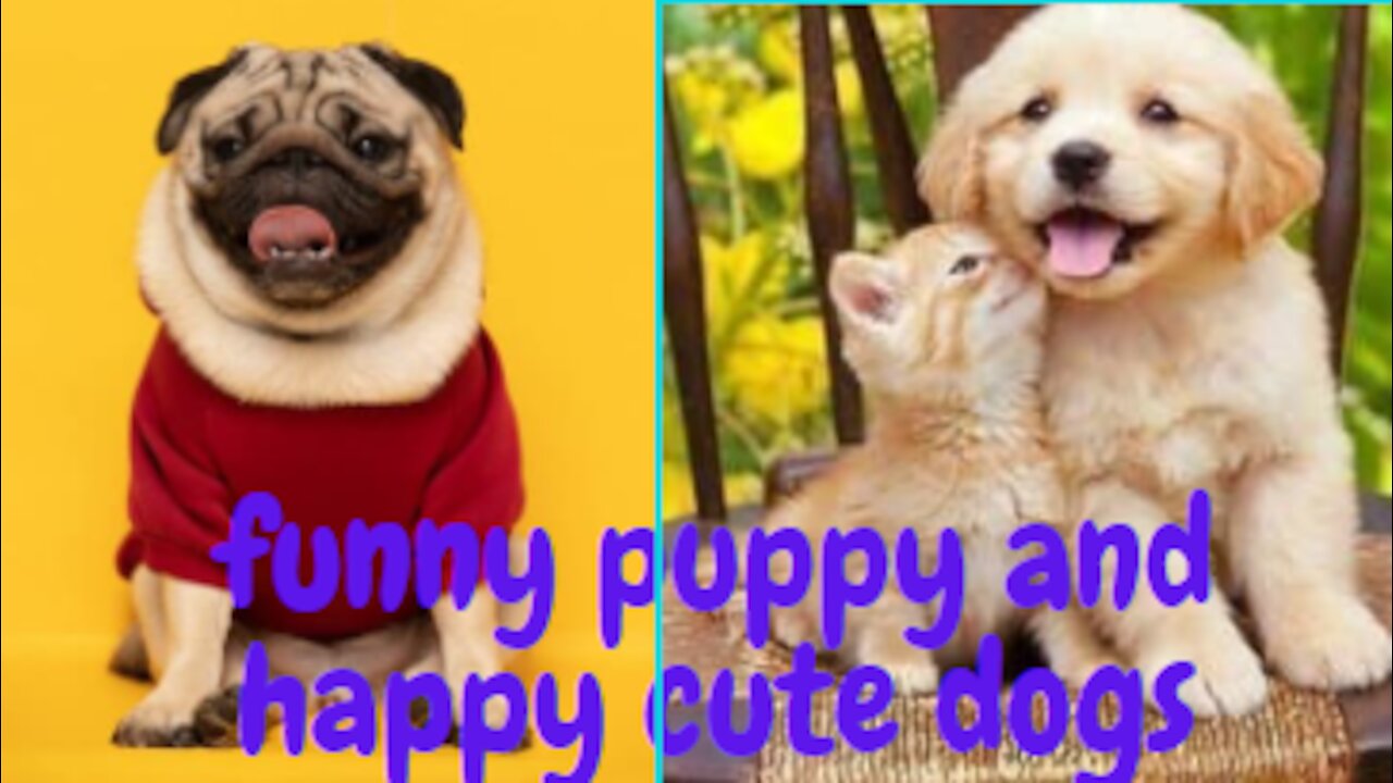 Funny puppy and happy cute dogs