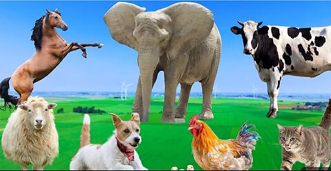 Beautiful animals moments - dog, cat, chicken, elephant , cow, sheep