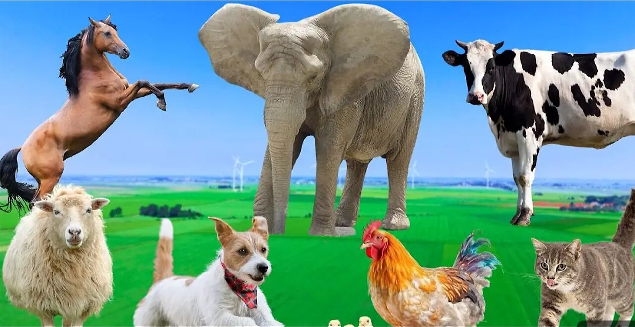 Beautiful animals moments - dog, cat, chicken, elephant , cow, sheep