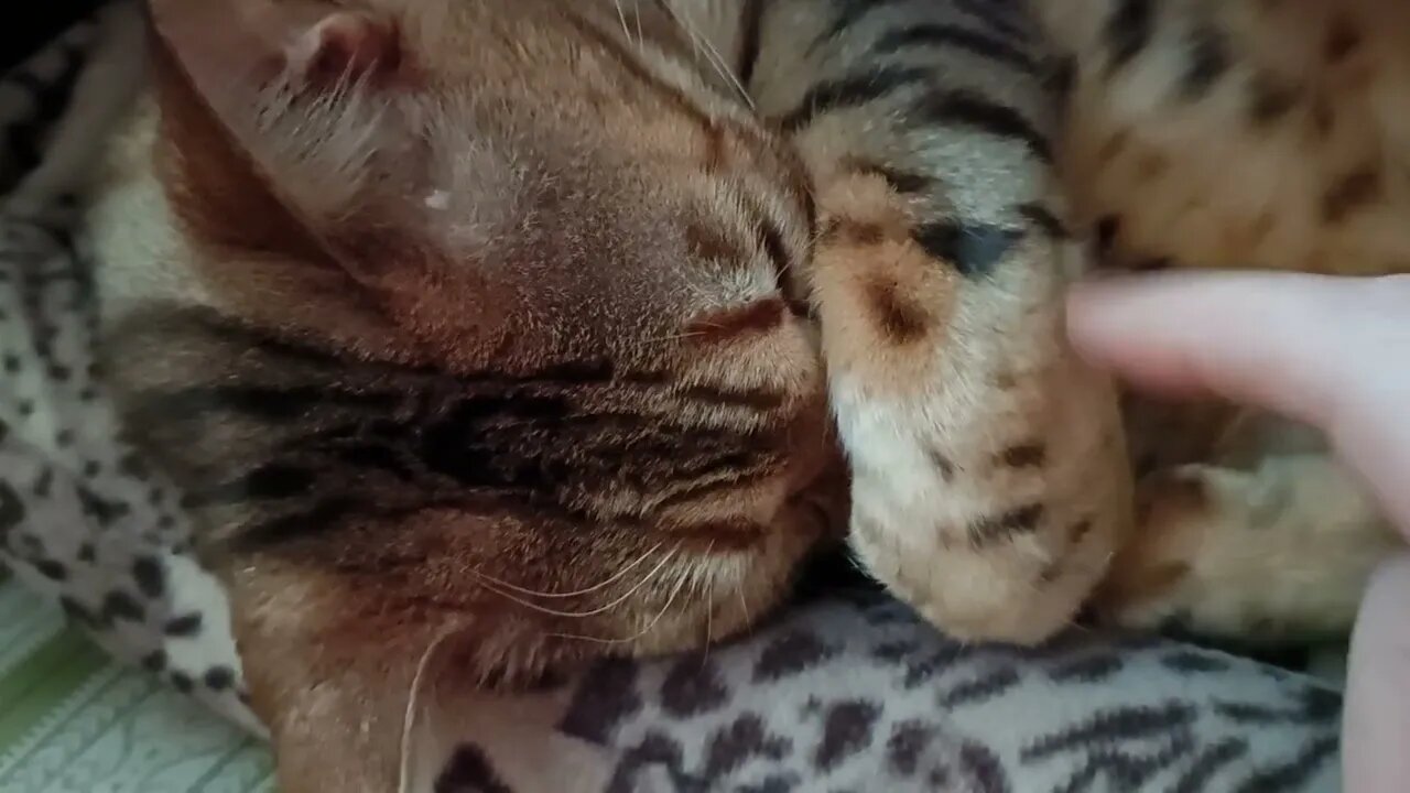 Wakey wakey Bedford! #bengalcat