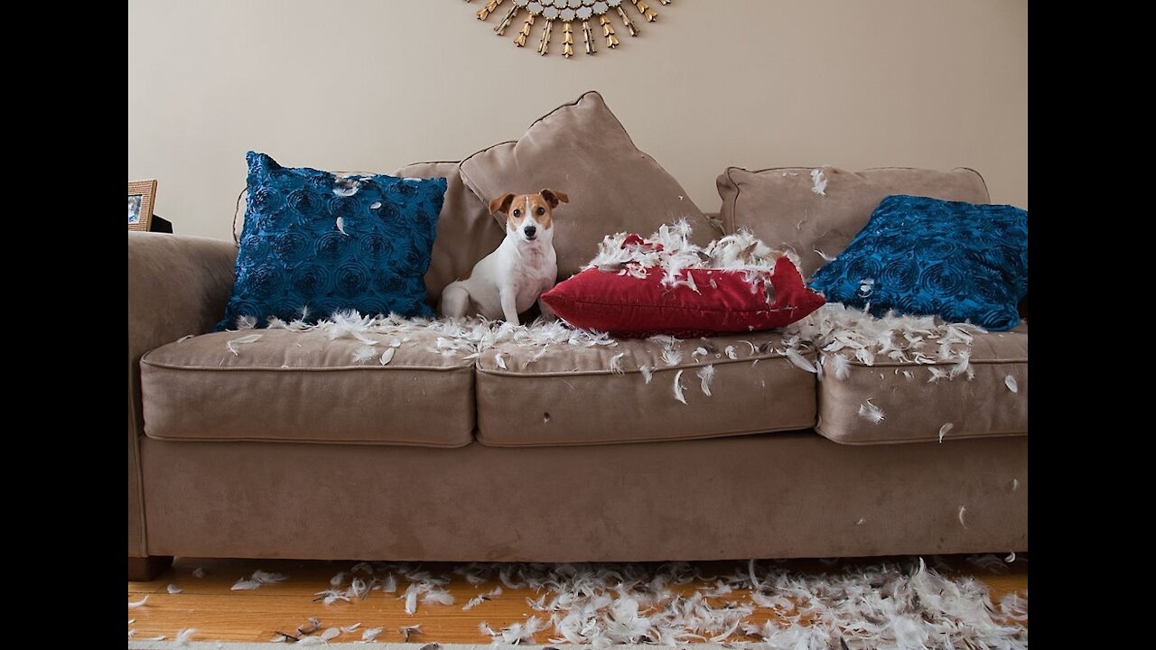 Cute Puppies 😍 They are very funny and entertaining. They must laugh from your heart