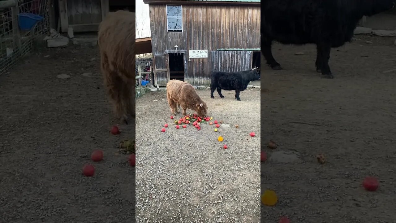 Pigs might not get theirs today | #farmlife #homesteading #cattle #scottishhighlands #coos #cow