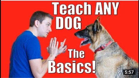 Dog basic training