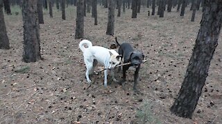 Playing with a stick