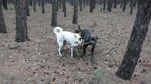 Playing with a stick