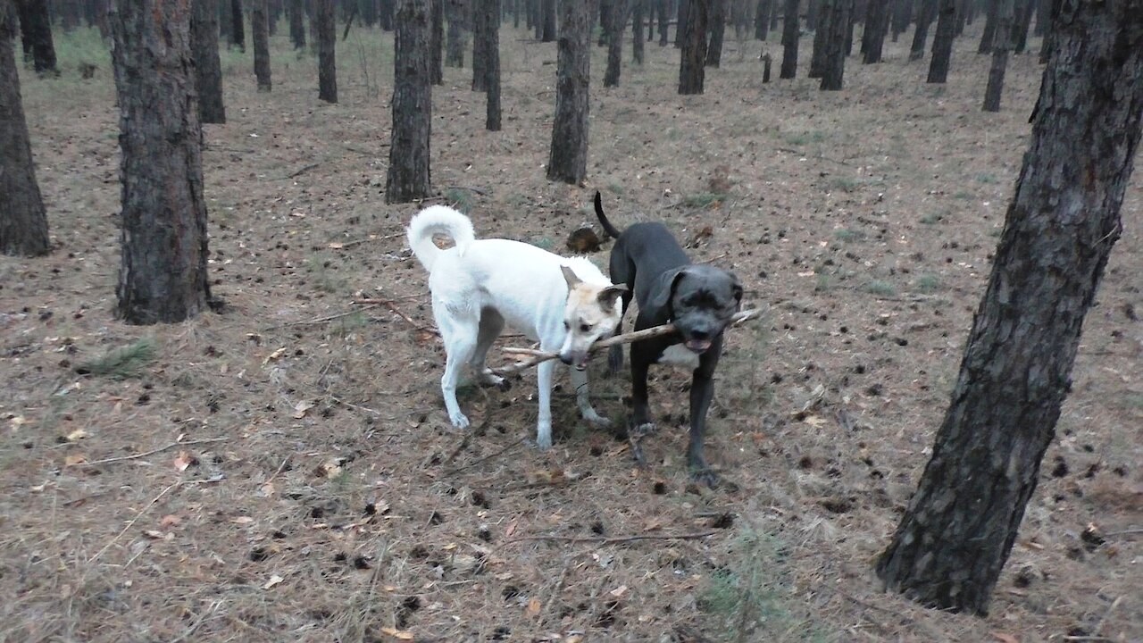 Playing with a stick