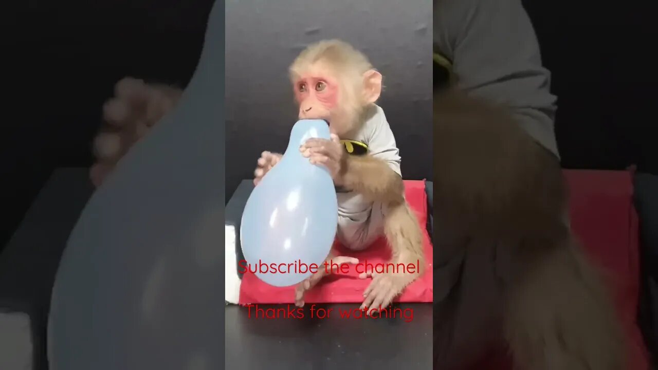 Monkey celebrating birthday #entertainment #youtube #youtubeshorts #youtuber #foodie # trending