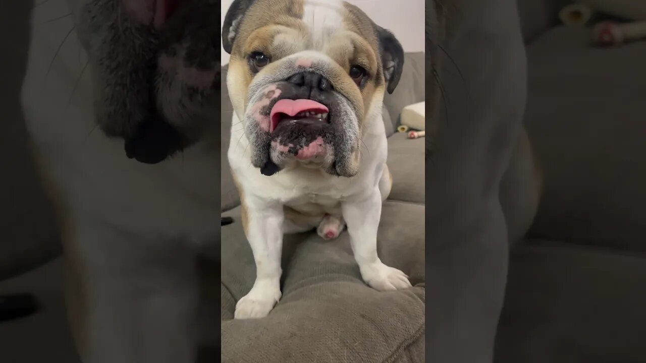 Enough with the Videos! 😝 #dogsofyoutube