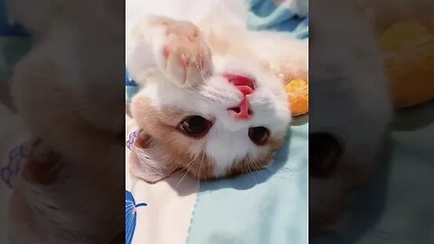 PLAYING CAT VIDEO MEAWWW