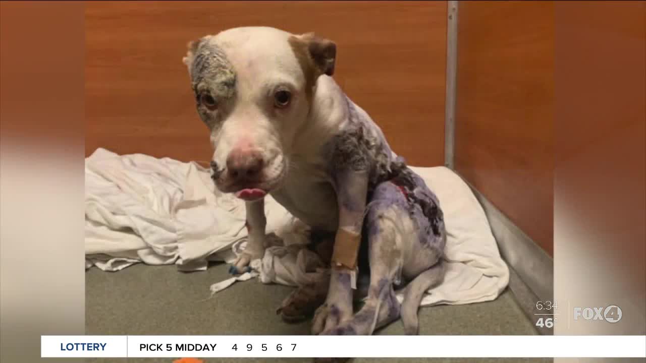 'Gabriel the Great' recovering from horrific abuse as Rescue seeks justice