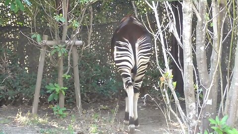 Yokohama's Okapi [Yokohama Zoorasia in Yokohama-City, Japan]