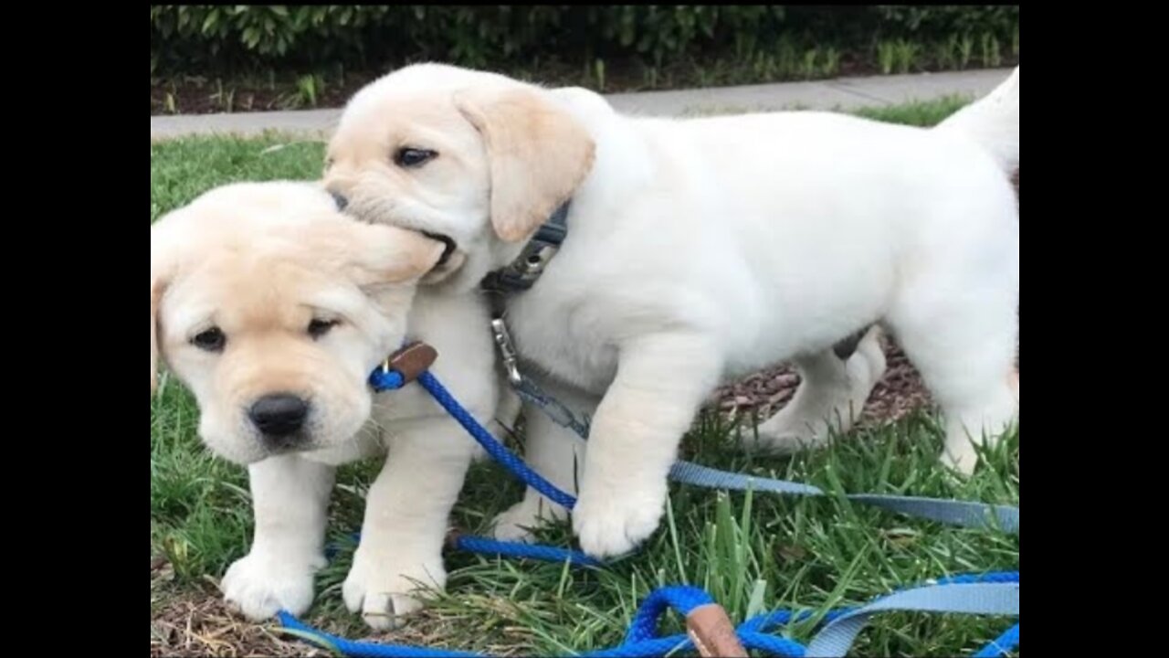 Funniest & Cutest Labrador Puppies #2 - Funny Puppy Videos 2020