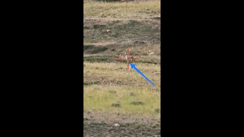 Hunting Coyotes #shorts #dogs #animals #hunter #105