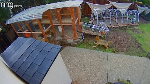 A Rescue Dog Surprises Its Owner & A Coyote Ruffles Feathers | Neighborhood Stories