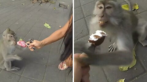 monkeys catching ice cream from people