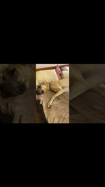 Bumble bee 🐝???🤣 #happy #dog #like #puppy #meghan #love #shortsvideo #shortvideo #funny #fun